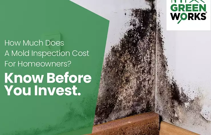 How Much Does A Mold Inspection Cost For Homeowners? Know Before You Invest