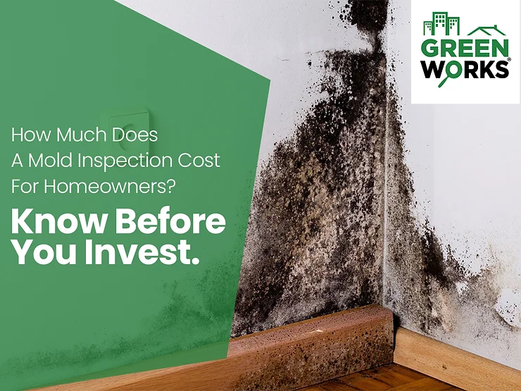 How Much Does A Mold Inspection Cost For Homeowners? Know Before You Invest