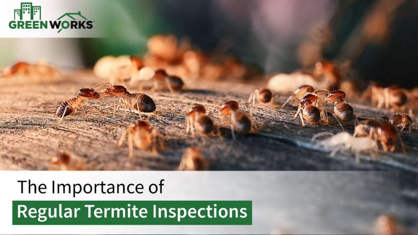 The Importance of Regular Termite Inspections