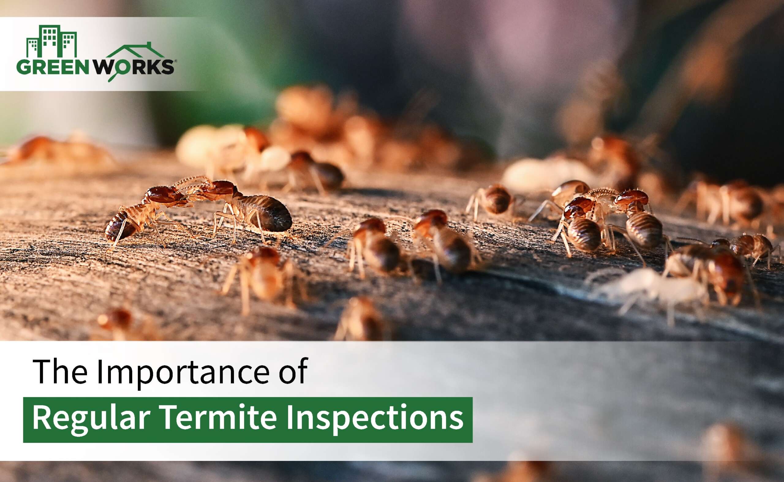 The Importance of Regular Termite Inspections