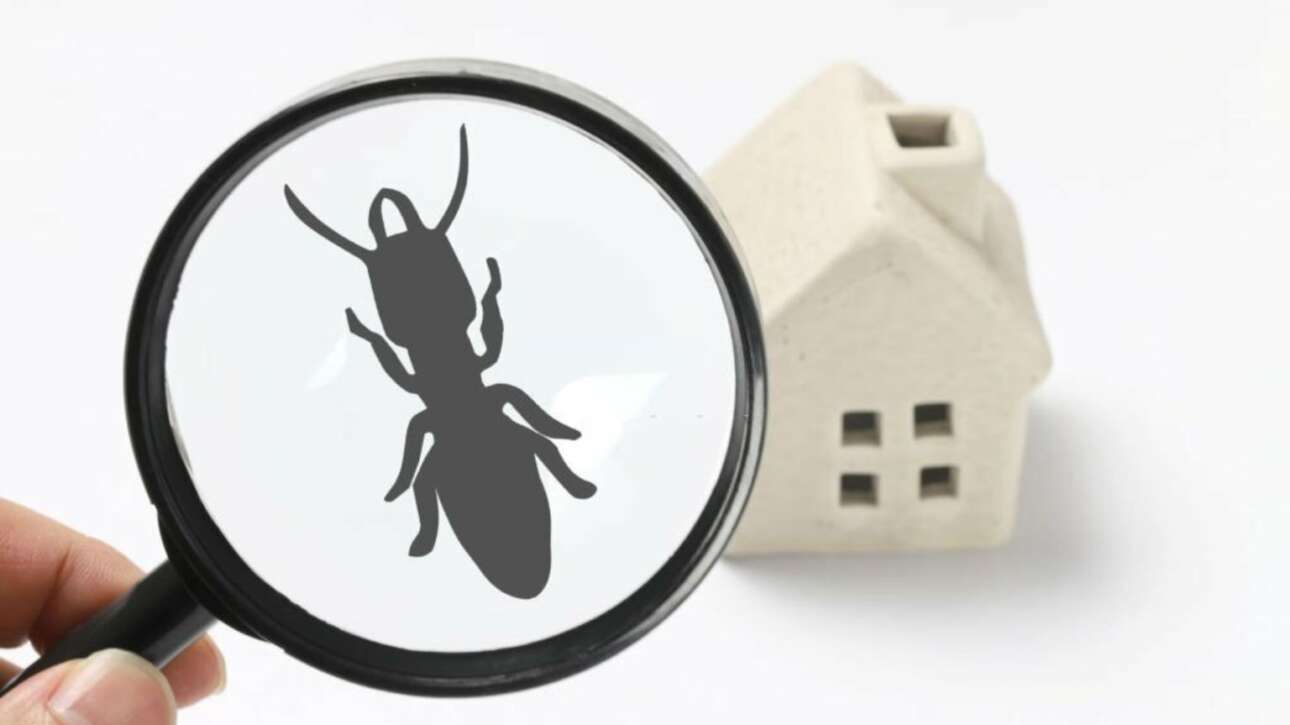 Professional Termite Inspections
