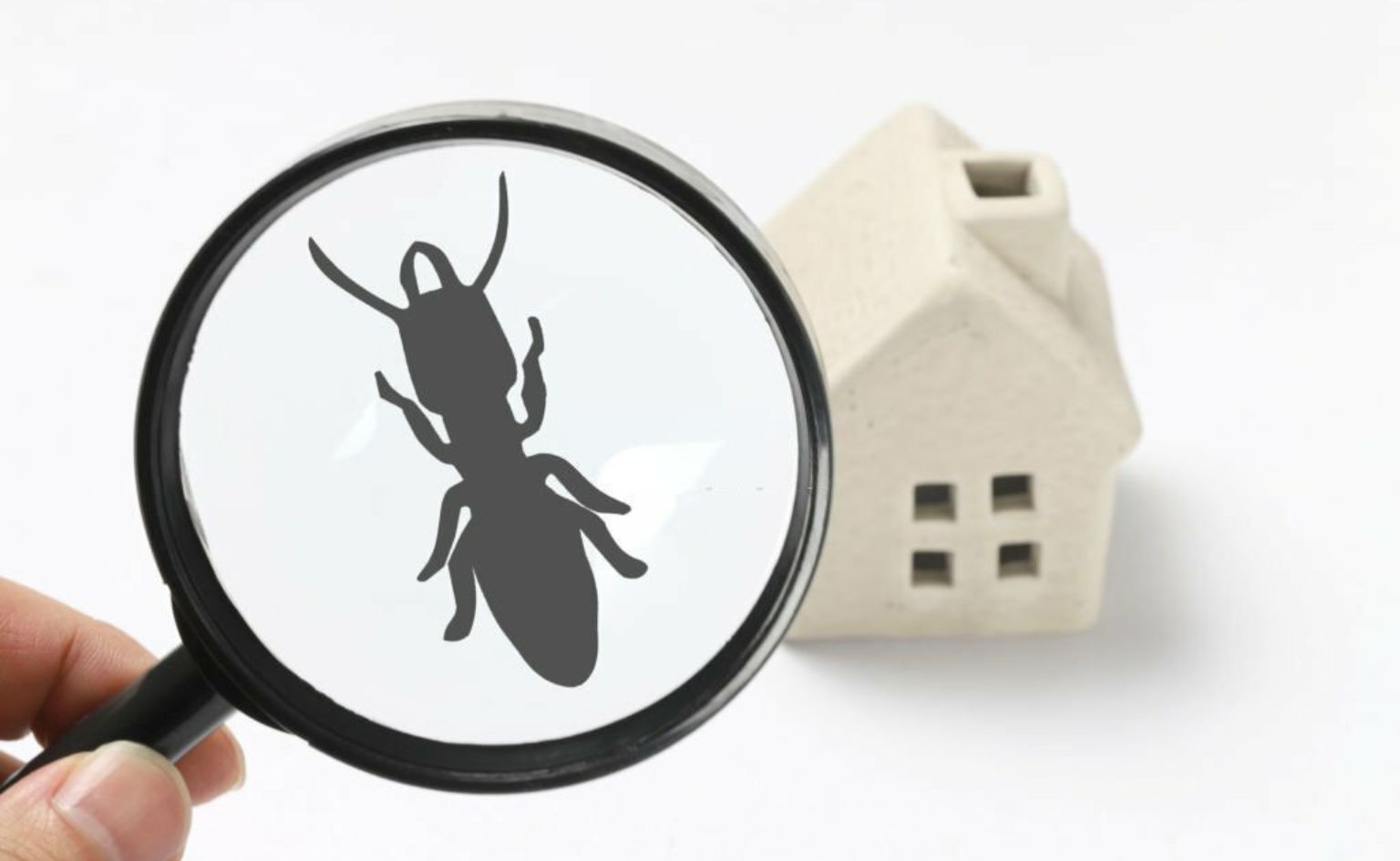 DIY vs. Professional Termite Inspections