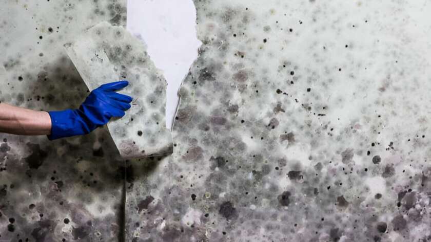 How to Remove Mold from Different Surfaces?