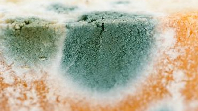 Mold Inspections for Commercial Properties: Ensuring Safe and Effective Remediation