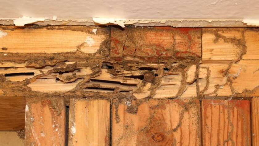 What Is A WDO Inspection and Why We Need It?