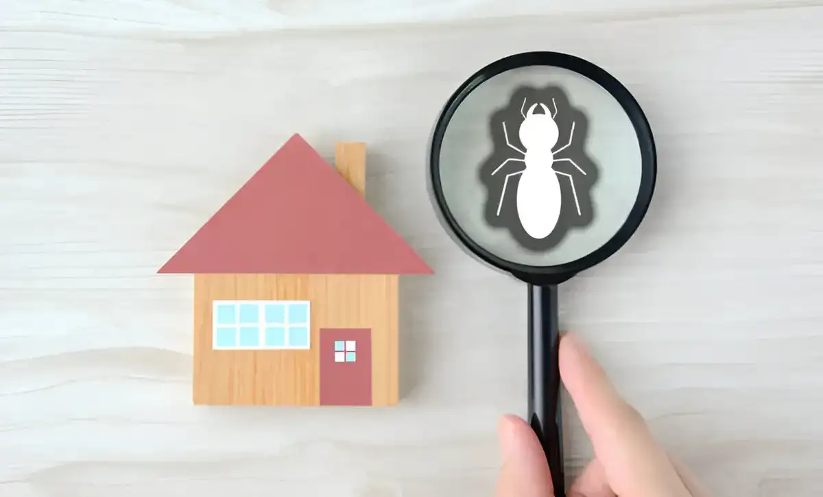 When and Why to Schedule Termite Inspections for Your Home