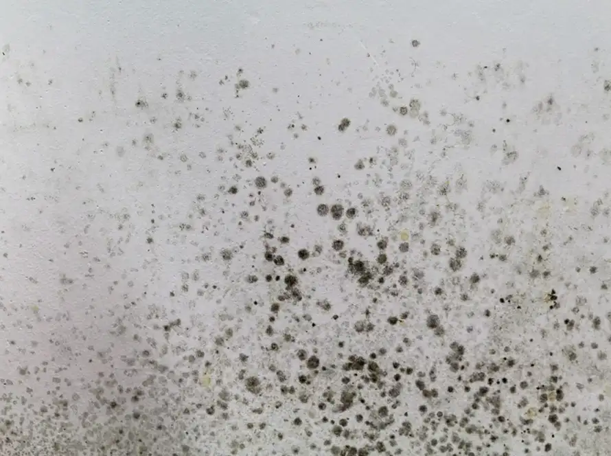 how to get rid of airborne mold spores
