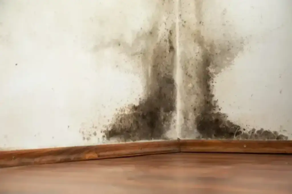 How to Remove Black Mold from Walls