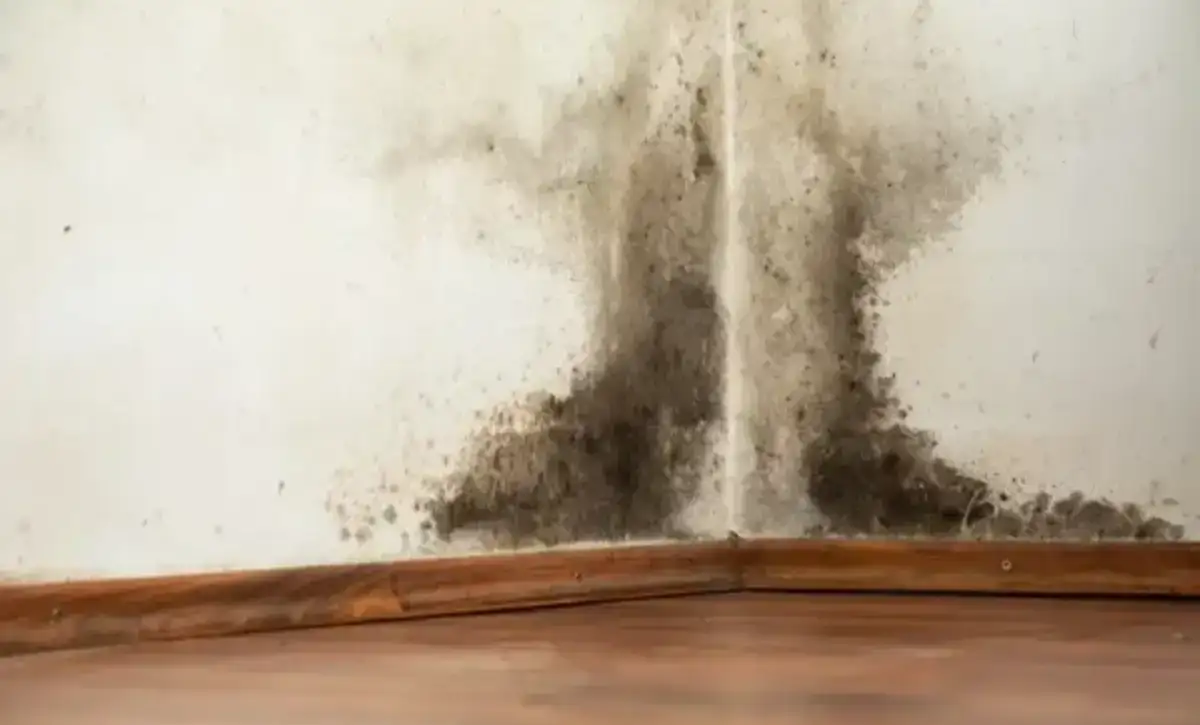 How to Remove Black Mold from Walls