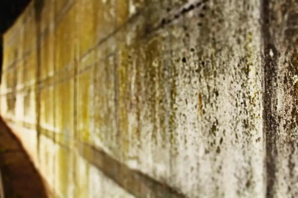 Ways to Prevent Mold Growth in Commercial Buildings