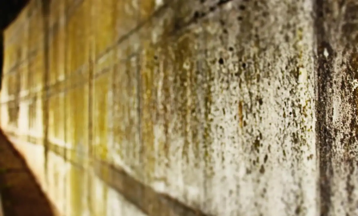 Ways to Prevent Mold Growth in Commercial Buildings