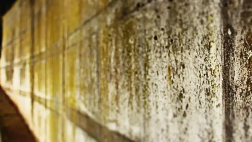 What Are the Best Ways to Prevent Mold Growth in Commercial Buildings