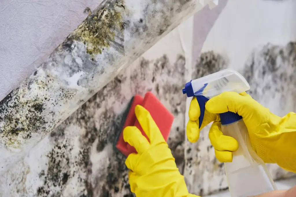 Mold vs Mildew